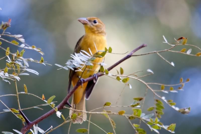 IMAGE: http://i31.photobucket.com/albums/c374/JimTX/SummerTanager1.jpg