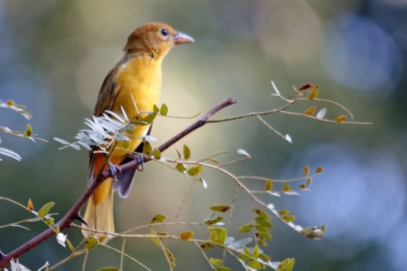 IMAGE: http://i31.photobucket.com/albums/c374/JimTX/SummerTanager2.jpg