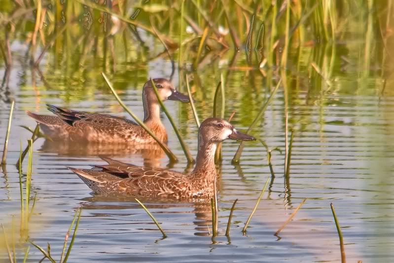 IMAGE: http://i31.photobucket.com/albums/c374/JimTX/Two_filtered-1.jpg