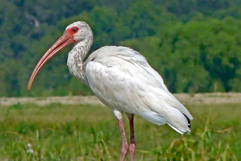 IMAGE: http://i31.photobucket.com/albums/c374/JimTX/WI2_filtered.jpg