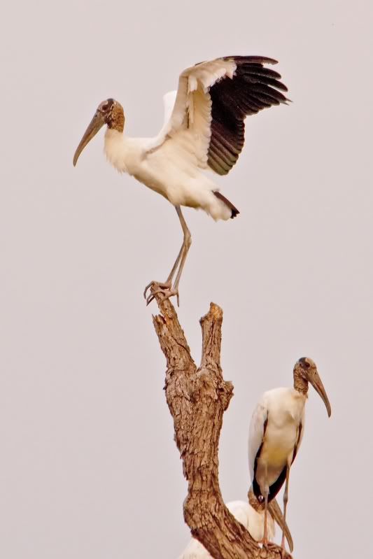 IMAGE: http://i31.photobucket.com/albums/c374/JimTX/_MG_6013_edited-1_filtered.jpg