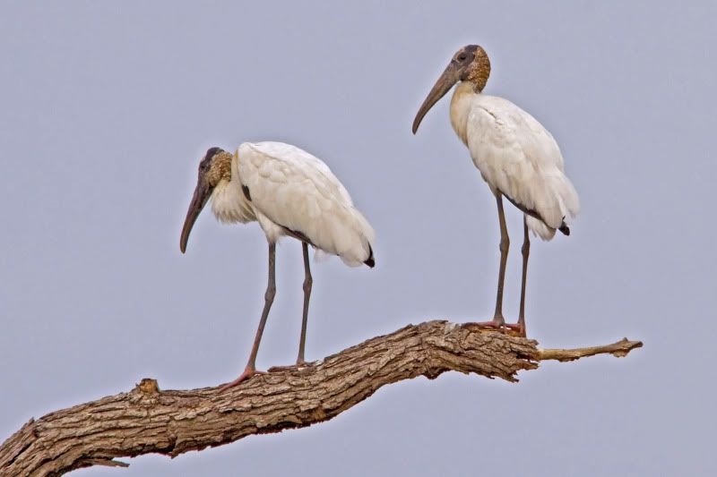 IMAGE: http://i31.photobucket.com/albums/c374/JimTX/_MG_6016_edited-1_filtered_edited-1.jpg