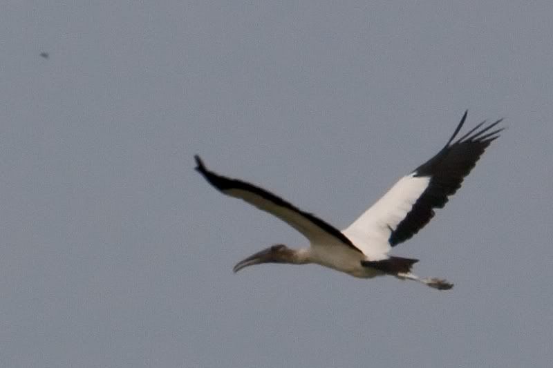 IMAGE: http://i31.photobucket.com/albums/c374/JimTX/_MG_6039_edited-1_filtered-1.jpg