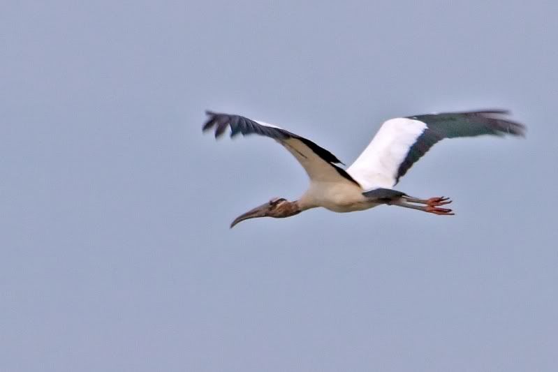 IMAGE: http://i31.photobucket.com/albums/c374/JimTX/_MG_6043_edited-1_filtered-1.jpg