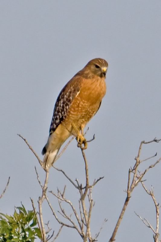 IMAGE: http://i31.photobucket.com/albums/c374/JimTX/_MG_6092_edited-1_filtered.jpg