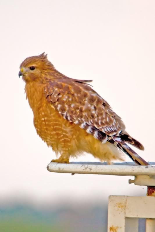 IMAGE: http://i31.photobucket.com/albums/c374/JimTX/_MG_6126_edited-2_filtered.jpg