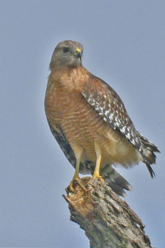 IMAGE: http://i31.photobucket.com/albums/c374/JimTX/h2.jpg