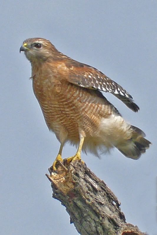 IMAGE: http://i31.photobucket.com/albums/c374/JimTX/h5.jpg