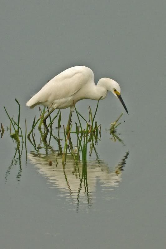 IMAGE: http://i31.photobucket.com/albums/c374/JimTX/snowy2_filtered.jpg