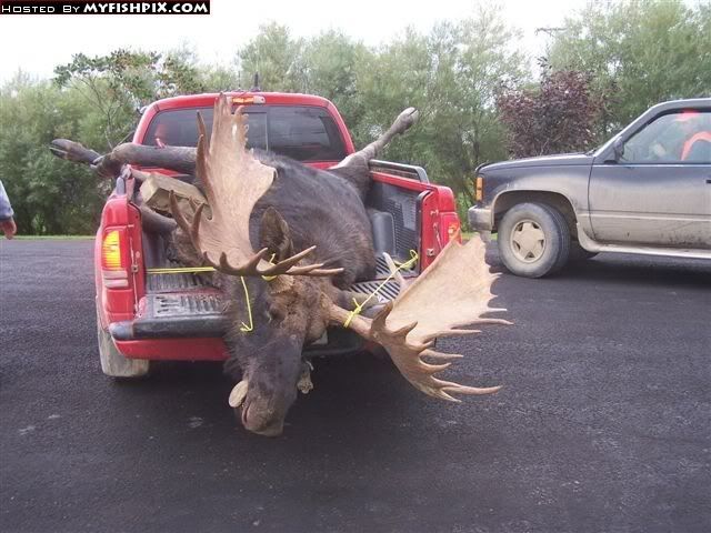 MOOSE.jpg
