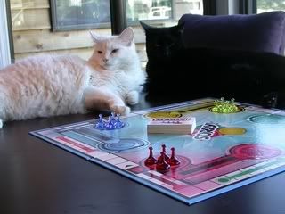 kitty!