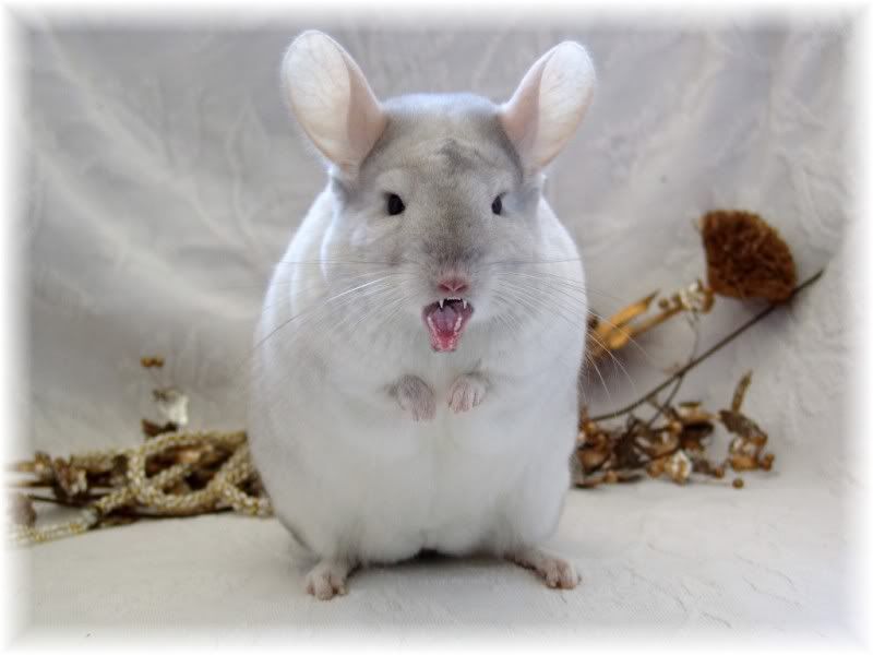If chinchilla had teeth like this... Chins & Hedgies