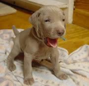 weimaraner.jpg