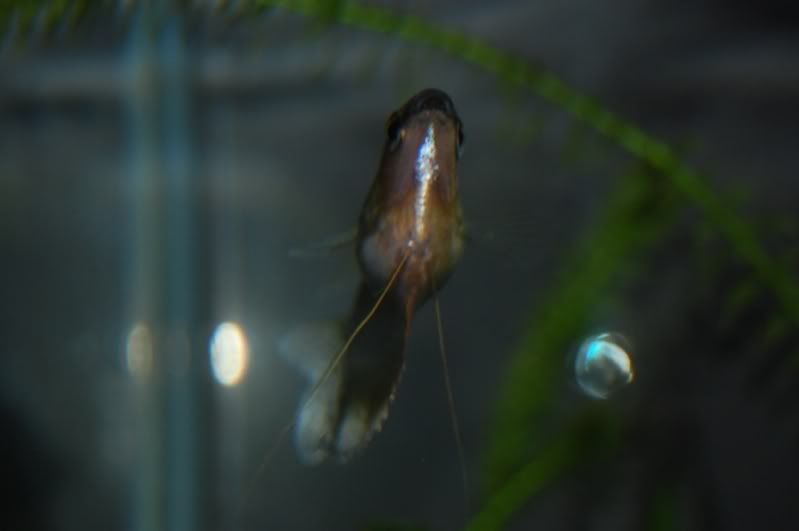 Fat pearl gourami?