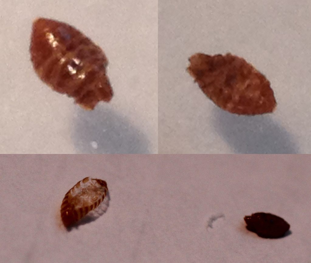 Is this a bed bug? [a: beetles, beetle larva] Â« Got Bed Bugs ...