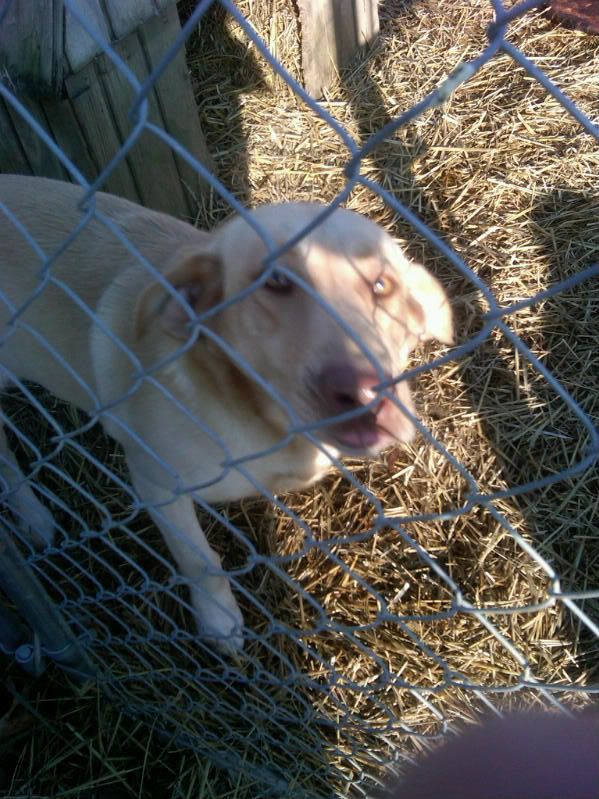 Skinny Yellow Lab