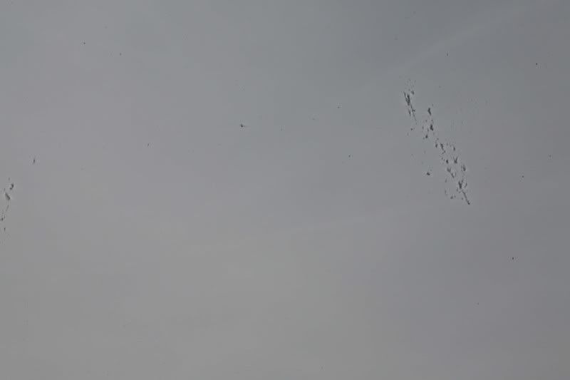 IMAGE: http://i31.photobucket.com/albums/c379/sbastian/IMG_0764_Notclean.jpg