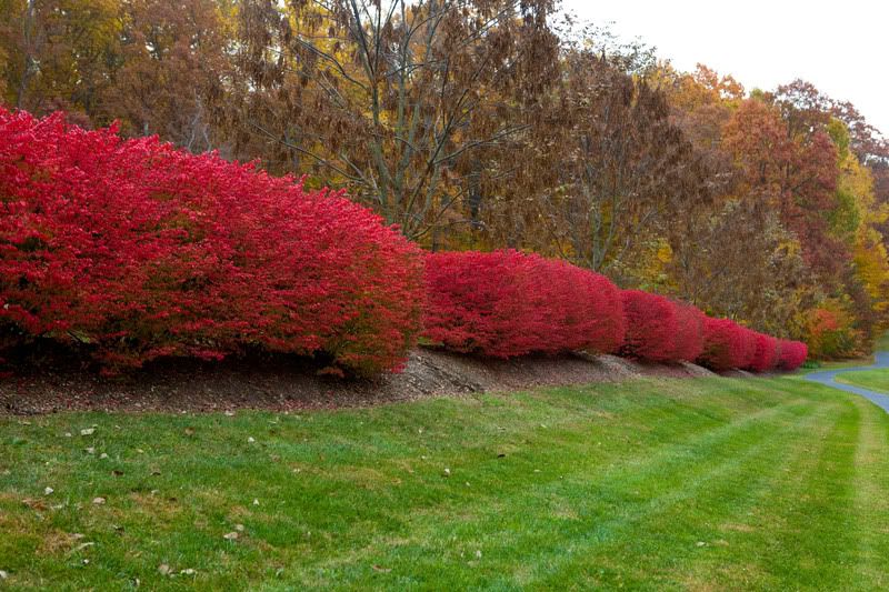 IMAGE: http://i31.photobucket.com/albums/c379/sbastian/IMG_1969FlamingBushes2.jpg
