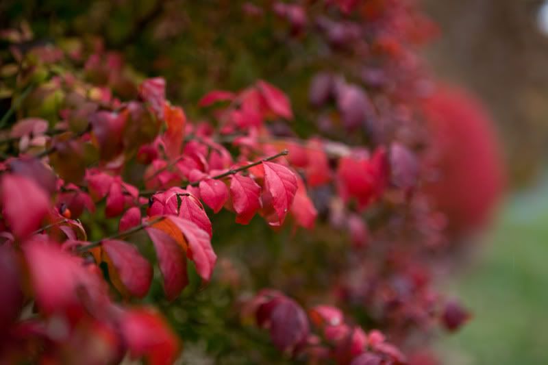 IMAGE: http://i31.photobucket.com/albums/c379/sbastian/IMG_1978_Flamingbushes.jpg