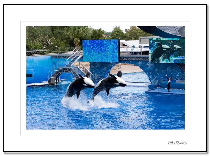 IMAGE: http://i31.photobucket.com/albums/c379/sbastian/IMG_5635_Shamupair1.jpg