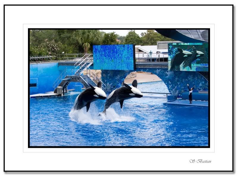 IMAGE: http://i31.photobucket.com/albums/c379/sbastian/IMG_5635_Shamupair2.jpg