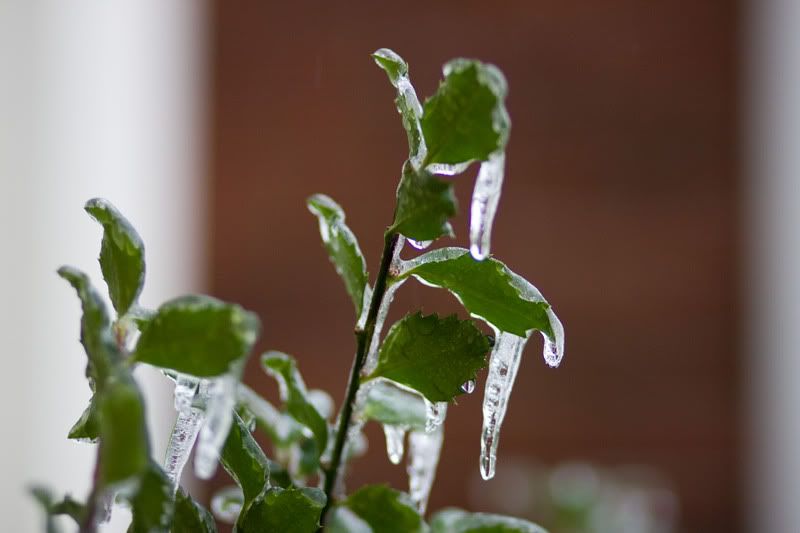 IMAGE: http://i31.photobucket.com/albums/c379/sbastian/IMG_9238_leaves1.jpg