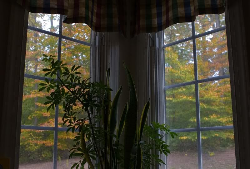 IMAGE: http://i31.photobucket.com/albums/c379/sbastian/Window1.jpg