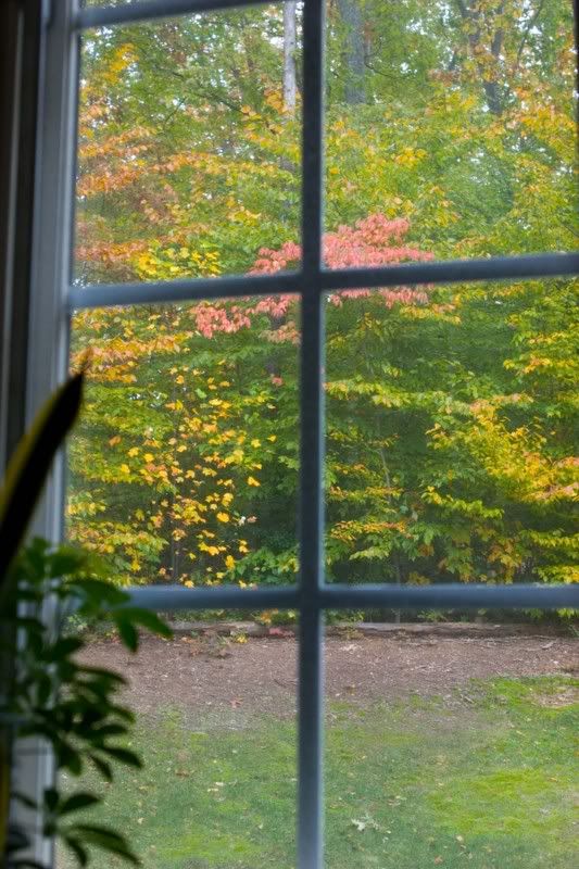 IMAGE: http://i31.photobucket.com/albums/c379/sbastian/Window2-1.jpg