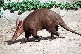 ecca-aardvark.jpg