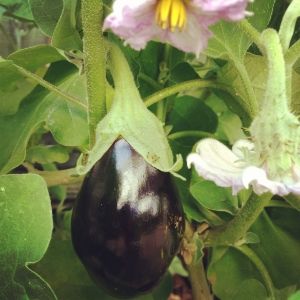 My first eggplant! photo IMG_2016.jpg