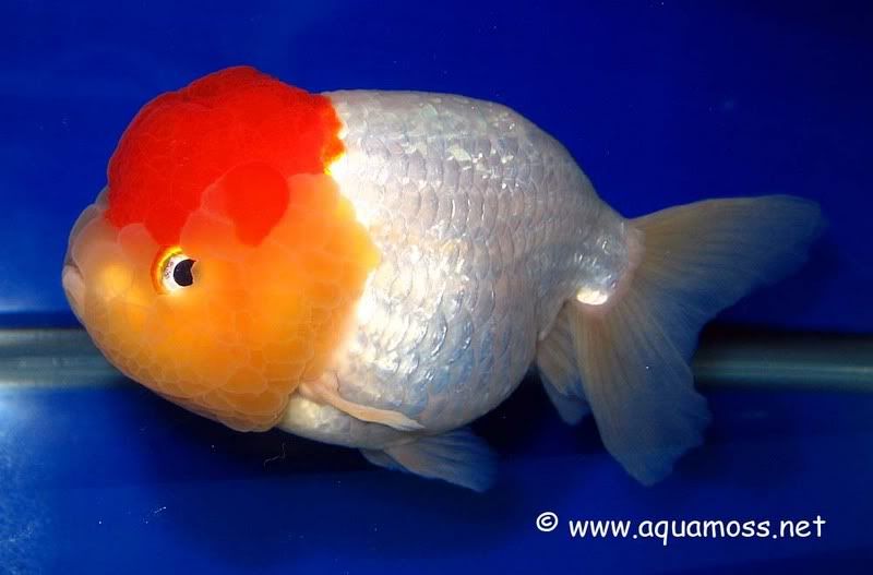 003-Goldfish-Class6-3rd.jpg