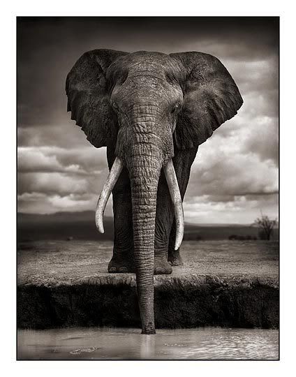 01_Elephant-Drinking.jpg
