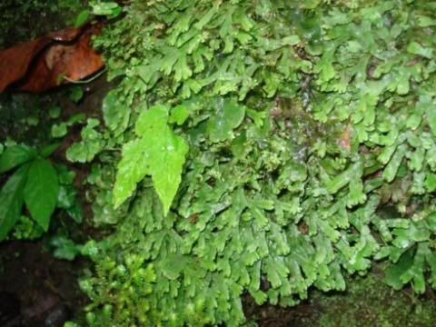 Begawan_Giri_May_07_029.jpg