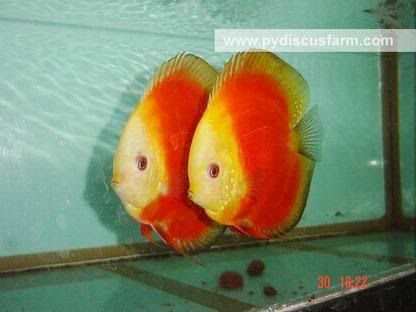Red_Melon_Discus_Fish.jpg