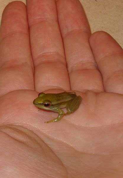 frog7.jpg