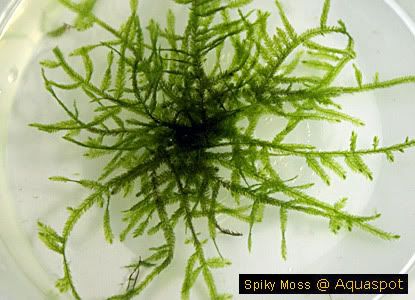 spiky_moss_Taxiphyllumsp.jpg