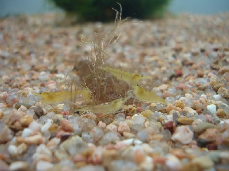 yellow_shrimp_neocaridina.jpg