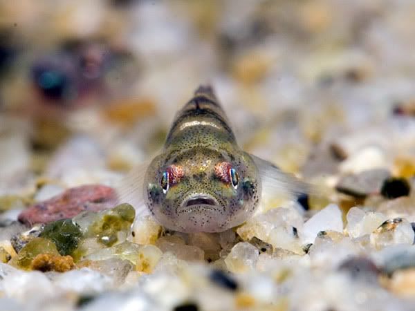 Brachygobius-mekongensis3.jpg