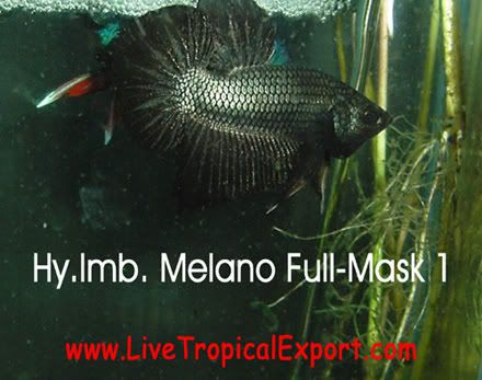 Hy_Imb_Melano_Full-Mask_1.jpg