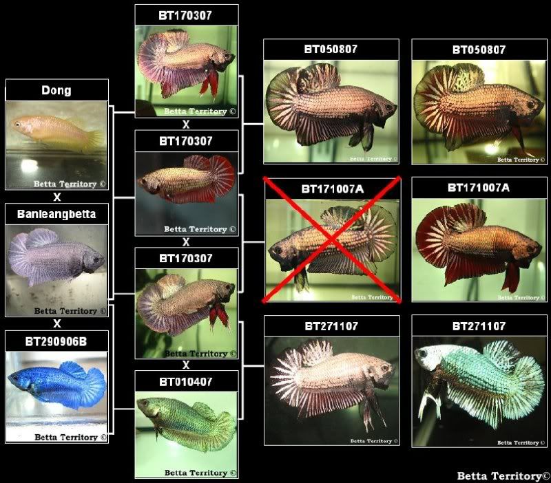 Selectivebreeding-Example3.jpg