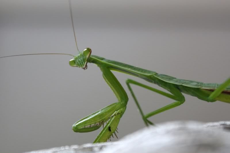 IMAGE: http://i31.photobucket.com/albums/c380/saturnmonkey/009-2.jpg