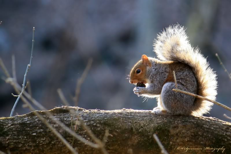 IMAGE: http://i31.photobucket.com/albums/c380/saturnmonkey/087s-1.jpg