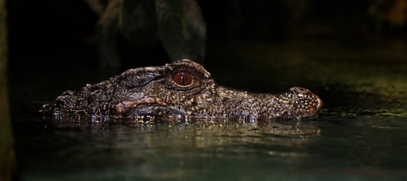 IMAGE: http://i31.photobucket.com/albums/c380/saturnmonkey/090s.jpg