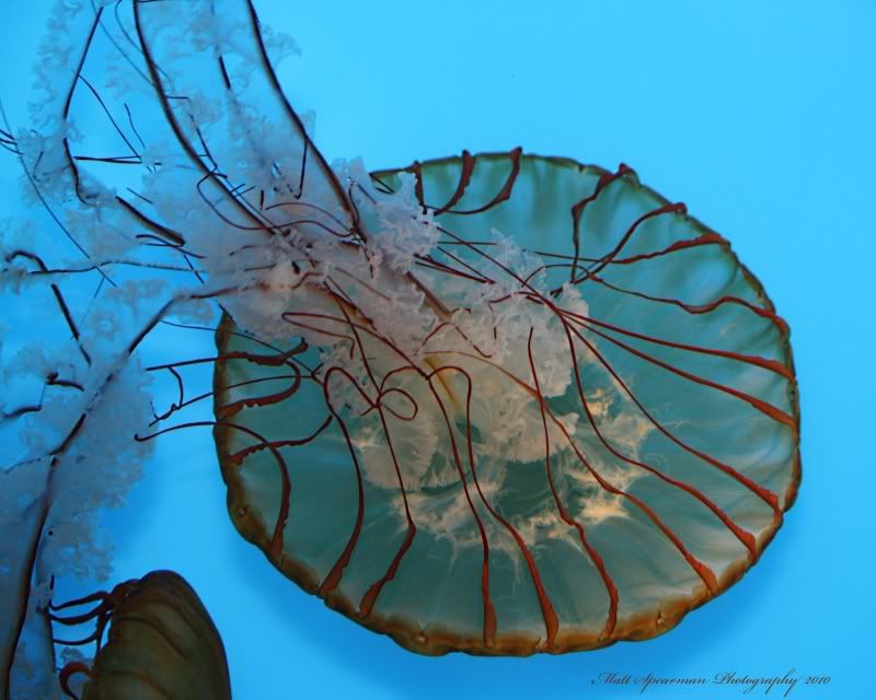 IMAGE: http://i31.photobucket.com/albums/c380/saturnmonkey/174s.jpg