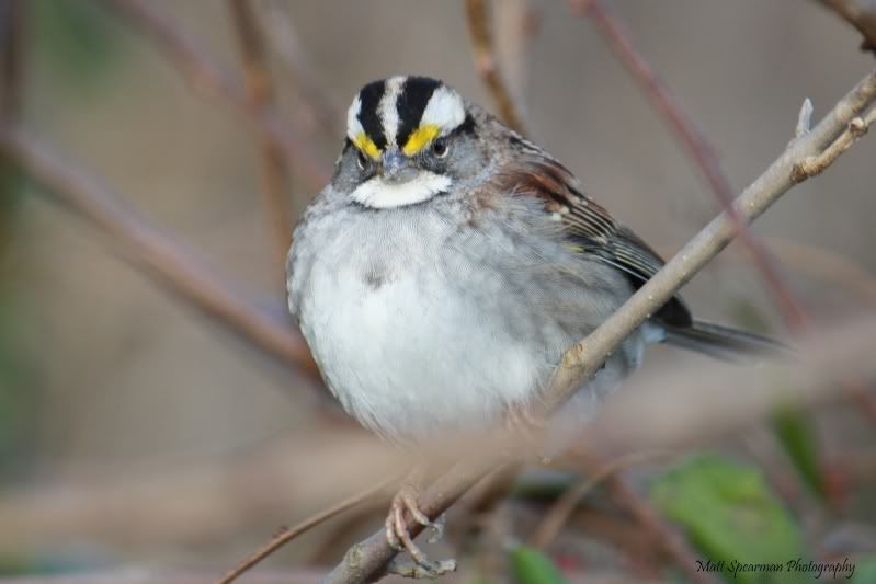 IMAGE: http://i31.photobucket.com/albums/c380/saturnmonkey/nature%20photography/139s.jpg