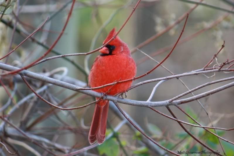 IMAGE: http://i31.photobucket.com/albums/c380/saturnmonkey/nature%20photography/206s.jpg