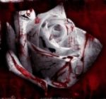 photo bloody-flowers_zpsyodi0zdb.jpg