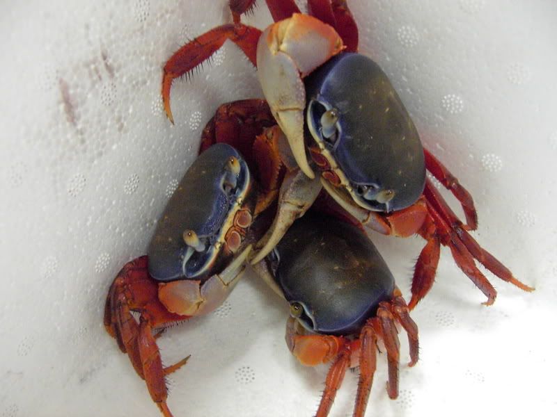 African Crabs