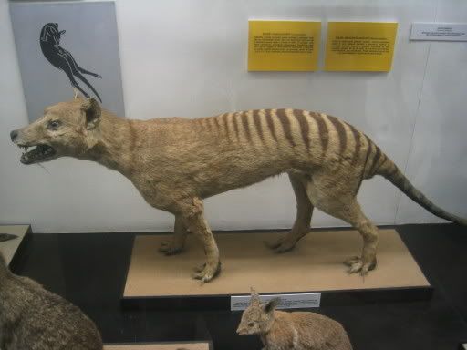 extintos extintos