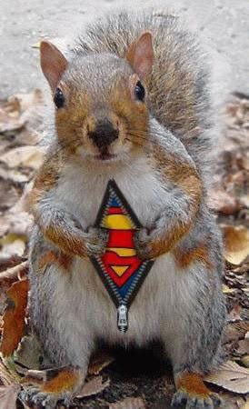 supersquirel.jpg